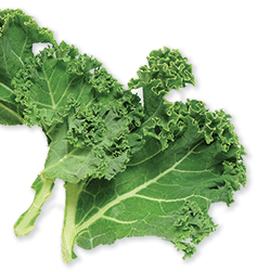 Nutridyn Fruits and Greens Kale