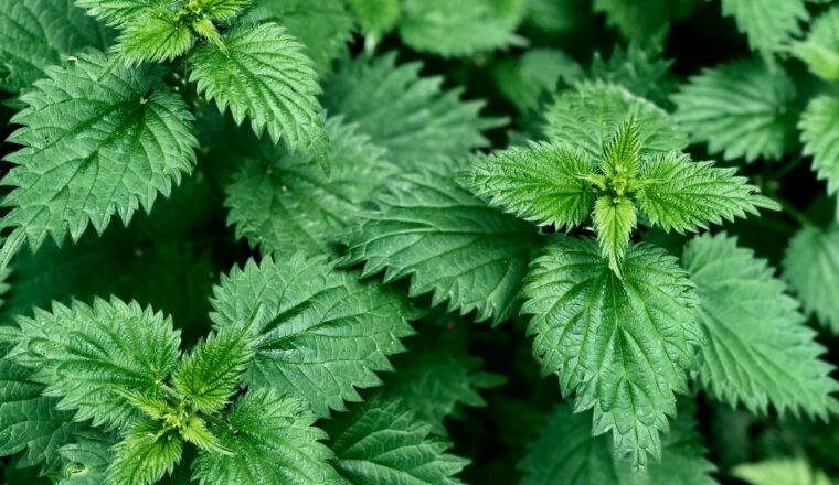 though the plant may not seem much, there are many benefits of stinging nettle