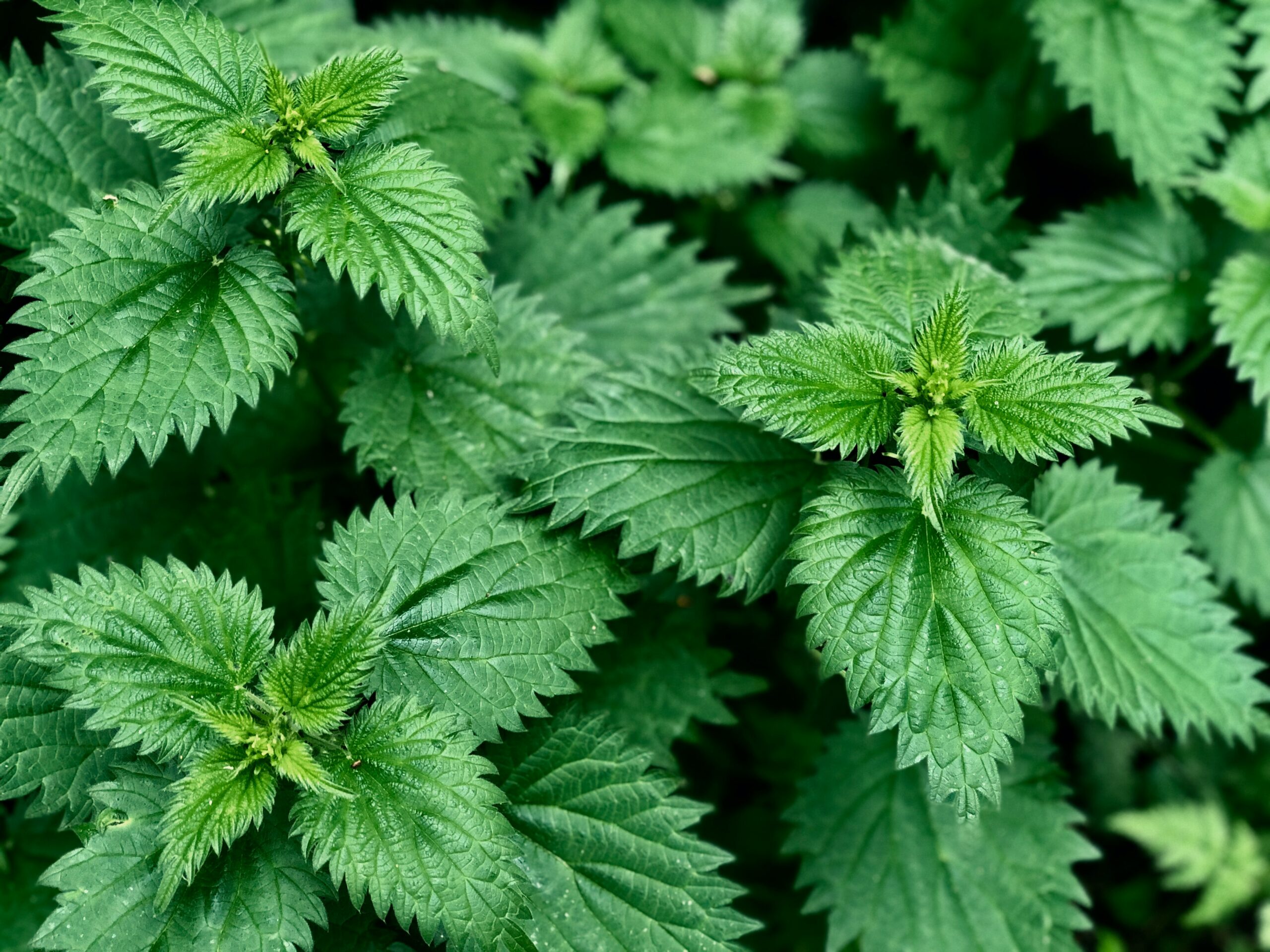 4 Exceptional Stinging Nettle Benefits You Probably Didn’t Know About
